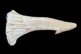 Cretaceous Giant Sawfish (Onchopristis) Rostral Barb #58327-1